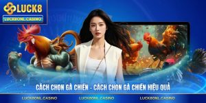 Cách Chọn Gà Chiến - Cách Chọn Gà Chiến Hiệu Quả
